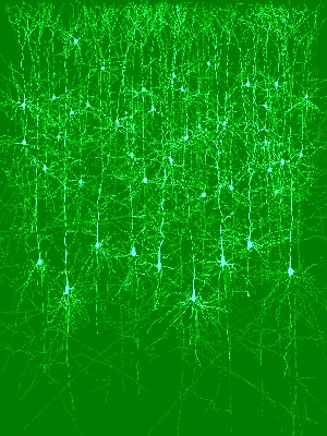 NeuronsInAColumn1_s.bmp